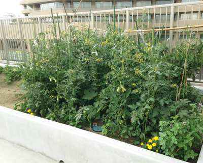 屋上菜園